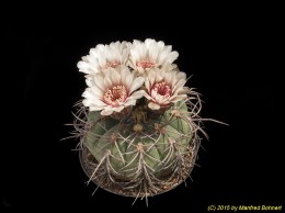 Gymnocalycium horizonthalonium 575